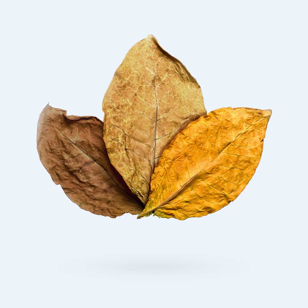 Three dried tobacco leaves in shades of brown and yellow are arranged overlapping each other against a plain light gray background.
