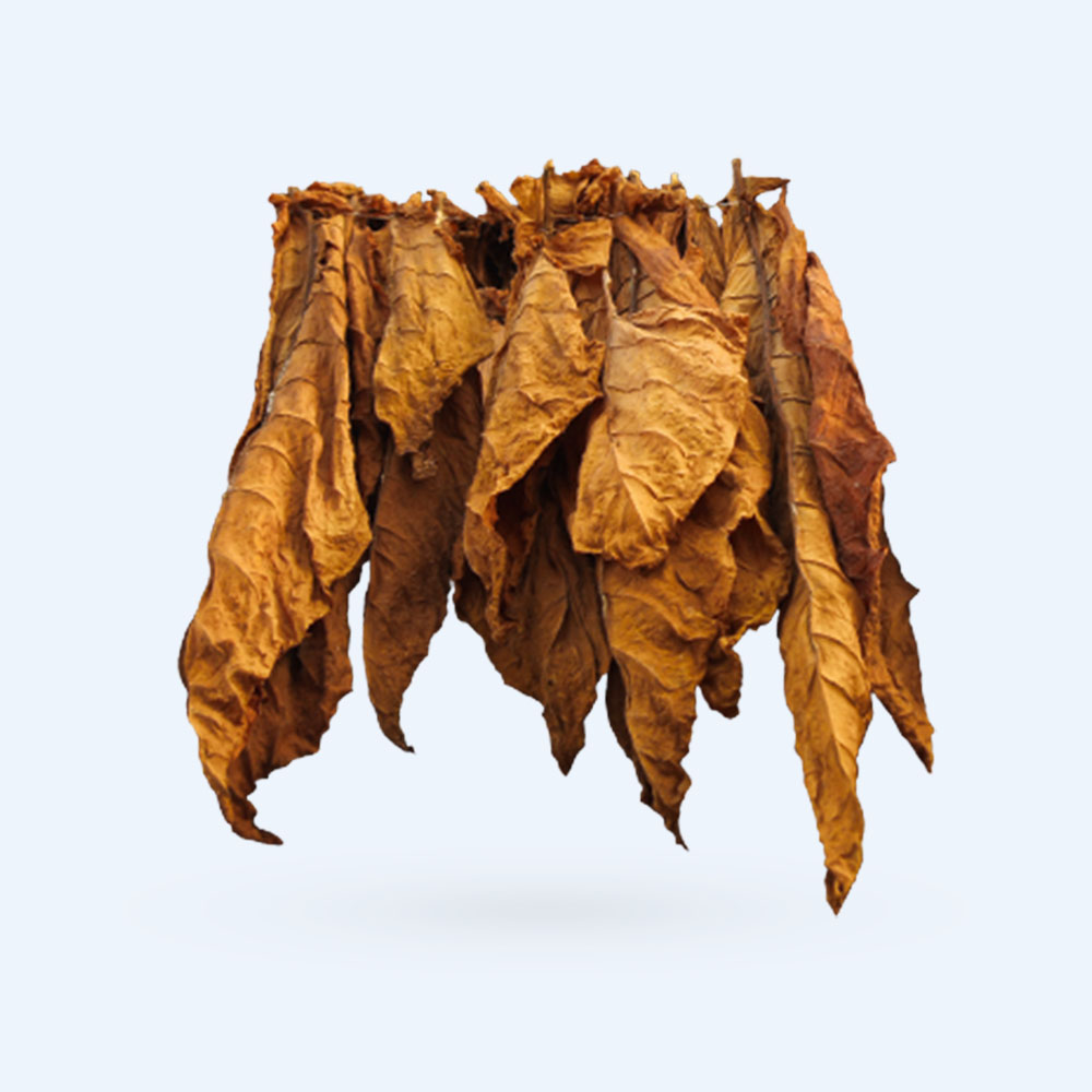 Several large, dried tobacco leaves are hanging in a bunch, suspended together, with a plain light background.