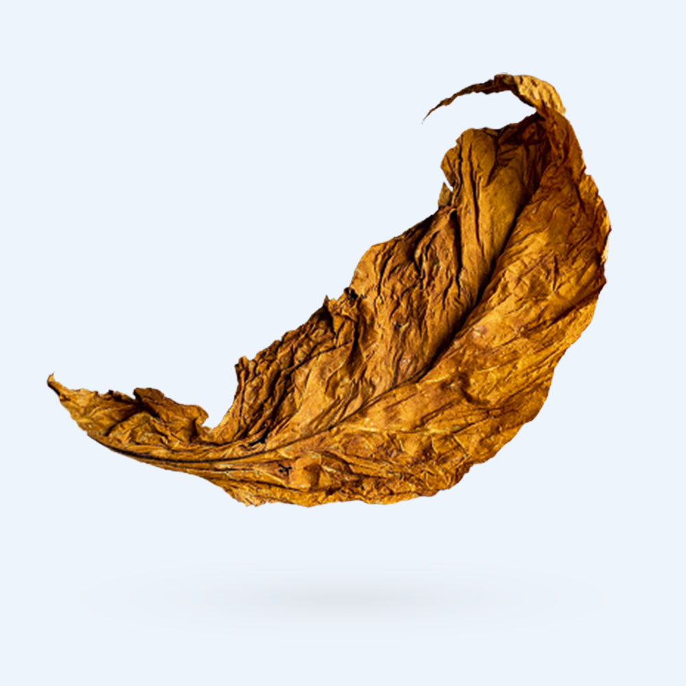 A single dried brown tobacco leaf, curled at the edges, floats against a light gray background with a soft shadow below it.
