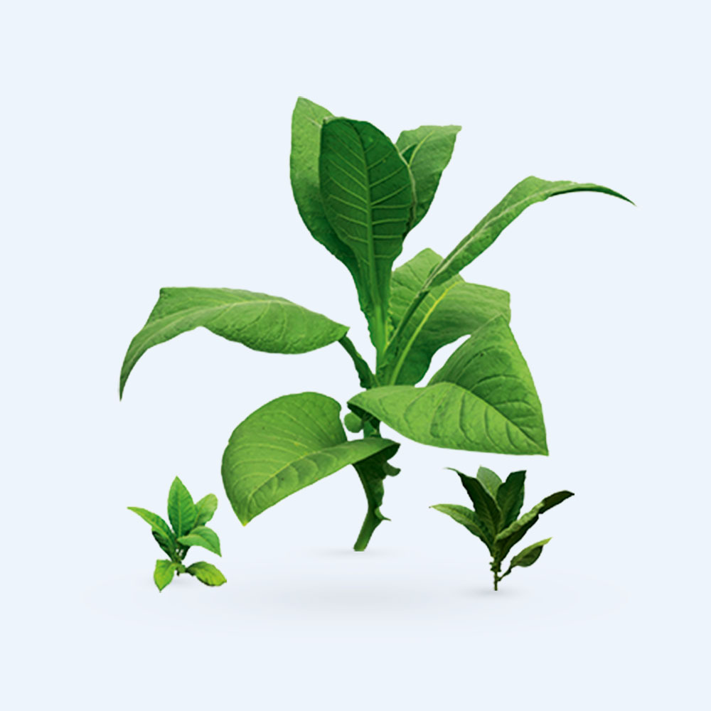 Three green plants of varying sizes, each with broad leaves, are displayed on a light blue background. The plants appear healthy and vibrant, showcasing different stages of growth.