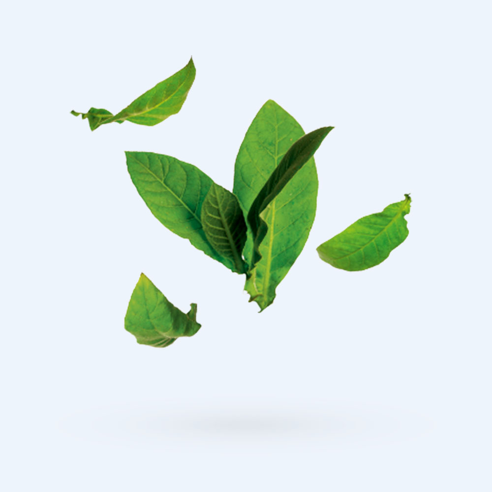 Five fresh green leaves are floating against a plain light blue background, casting a soft shadow below them.